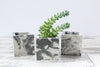 3 Mini Succulent Planters-Shelf Decor - Flesh & Blooms