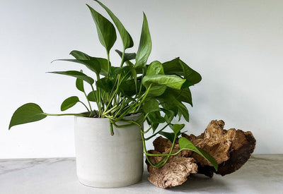 Large Concrete Planter with Drainage-Indoor Planter Pot with Saucer-Gift For Plant Lover - Flesh & Blooms